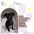 Tatu