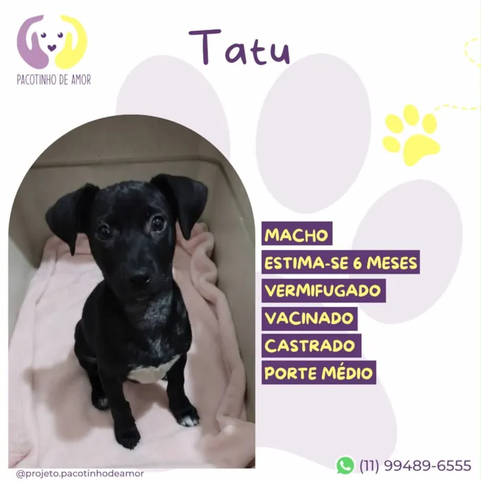 Cachorro raça SRD-ViraLata idade 2 a 6 meses nome Tatu
