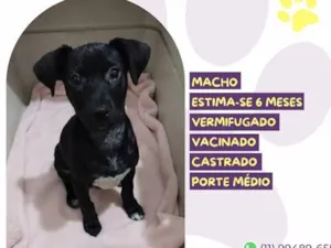 Cachorro raça SRD-ViraLata idade 2 a 6 meses nome Tatu
