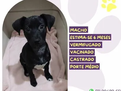 Cachorro raça SRD-ViraLata idade 2 a 6 meses nome Tatu