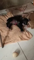 Ravy , Ramsés, Lua, Dengosa