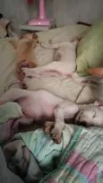 Ravy , Ramsés, Lua, Dengosa