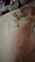 Ravy , Ramsés, Lua, Dengosa