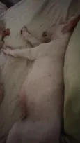 Ravy , Ramsés, Lua, Dengosa