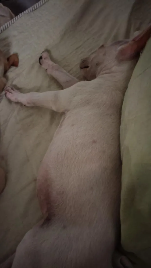 Cachorro raça SRD-ViraLata idade 2 a 6 meses nome Ravy , Ramsés, Lua, Dengosa