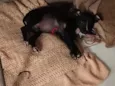 Ravy , Ramsés, Lua, Dengosa
