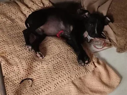 Cachorro raça SRD-ViraLata idade 2 a 6 meses nome Ravy , Ramsés, Lua, Dengosa