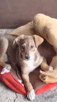 Tonico