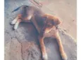Tonico