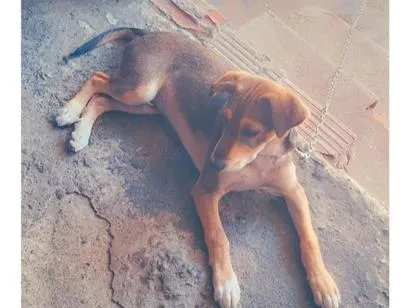 Cachorro raça SRD-ViraLata idade 2 a 6 meses nome Tonico