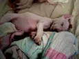 Ravy , Ramsés, Lua, Dengosa