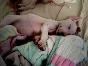 Cachorro raça SRD-ViraLata idade 2 a 6 meses nome Ravy , Ramsés, Lua, Dengosa