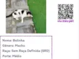 Bolinha
