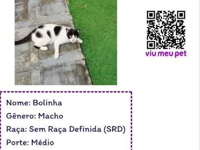 Gato raça SRD-ViraLata idade 5 anos nome Bolinha