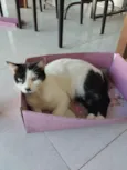 Floquinho