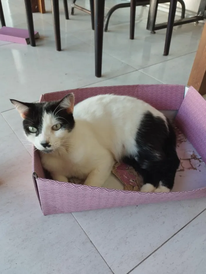 Gato raça SRD-ViraLata idade 5 anos nome Floquinho