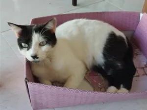 Gato raça SRD-ViraLata idade 5 anos nome Floquinho