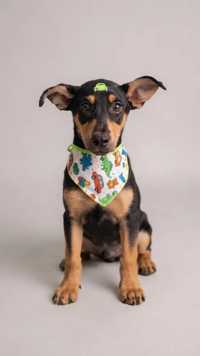 Cachorro raça SRD-ViraLata idade 2 a 6 meses nome Kairos