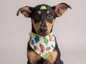 Cachorro raça SRD-ViraLata idade 2 a 6 meses nome Kairos