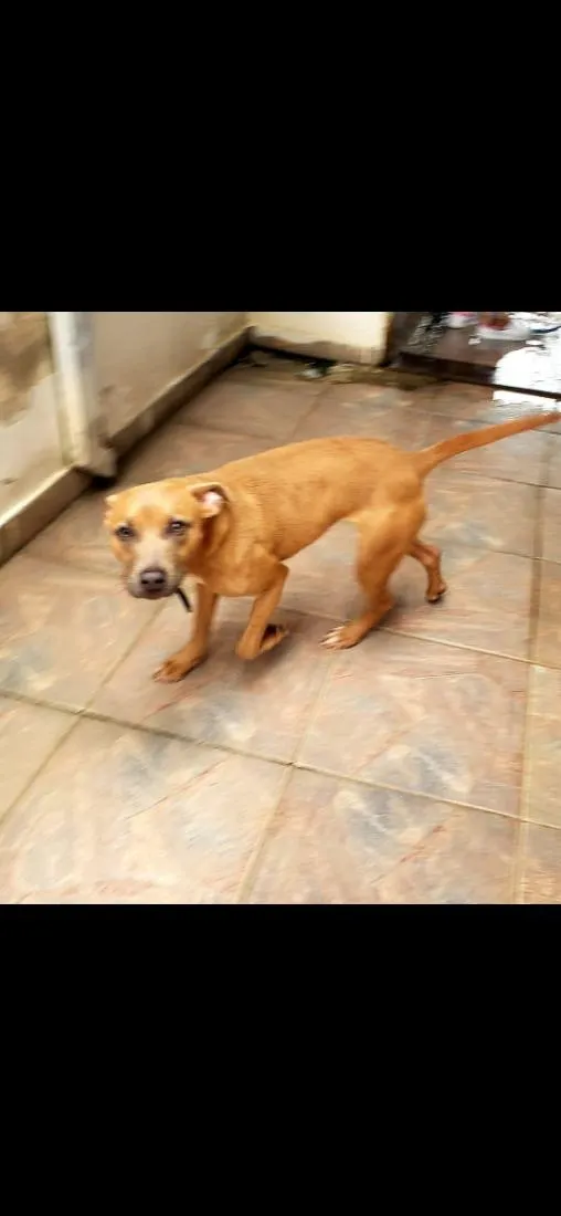 Cachorro raça SRD-ViraLata idade 7 a 11 meses nome Marilia
