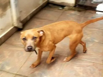 Cachorro raça SRD-ViraLata idade 7 a 11 meses nome Marilia