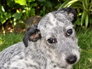 Cachorro raça SRD-ViraLata idade 2 a 6 meses nome Floquinha