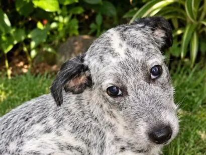 Cachorro raça SRD-ViraLata idade 2 a 6 meses nome Floquinha