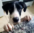 Bela