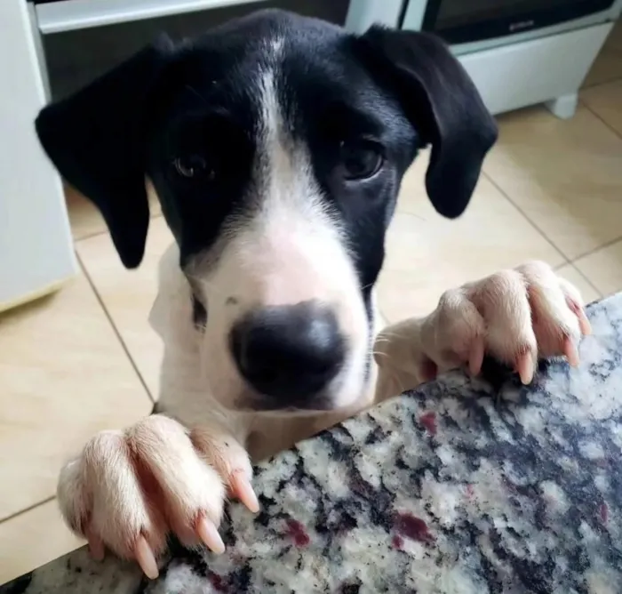 Cachorro raça SRD-ViraLata idade 3 anos nome Bela