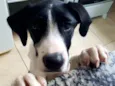 Bela