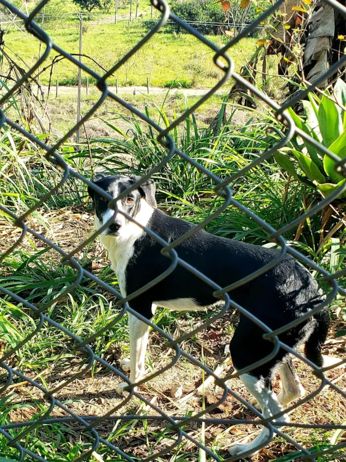Cachorro raça SRD-ViraLata idade 3 anos nome Bela