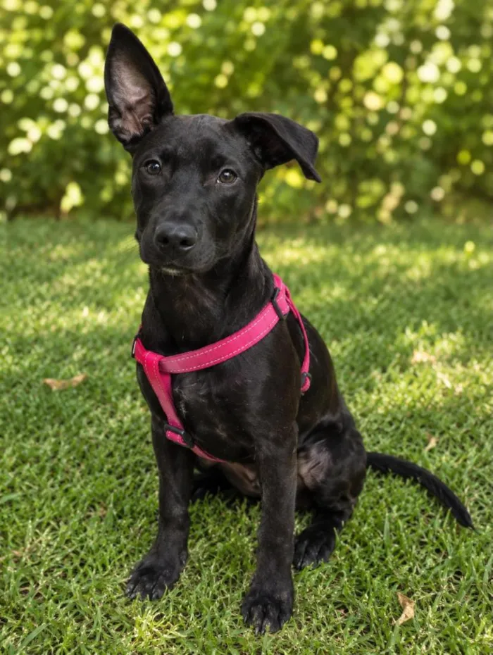 Cachorro raça SRD-ViraLata idade 2 a 6 meses nome Brasil