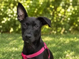Cachorro raça SRD-ViraLata idade 2 a 6 meses nome Brasil