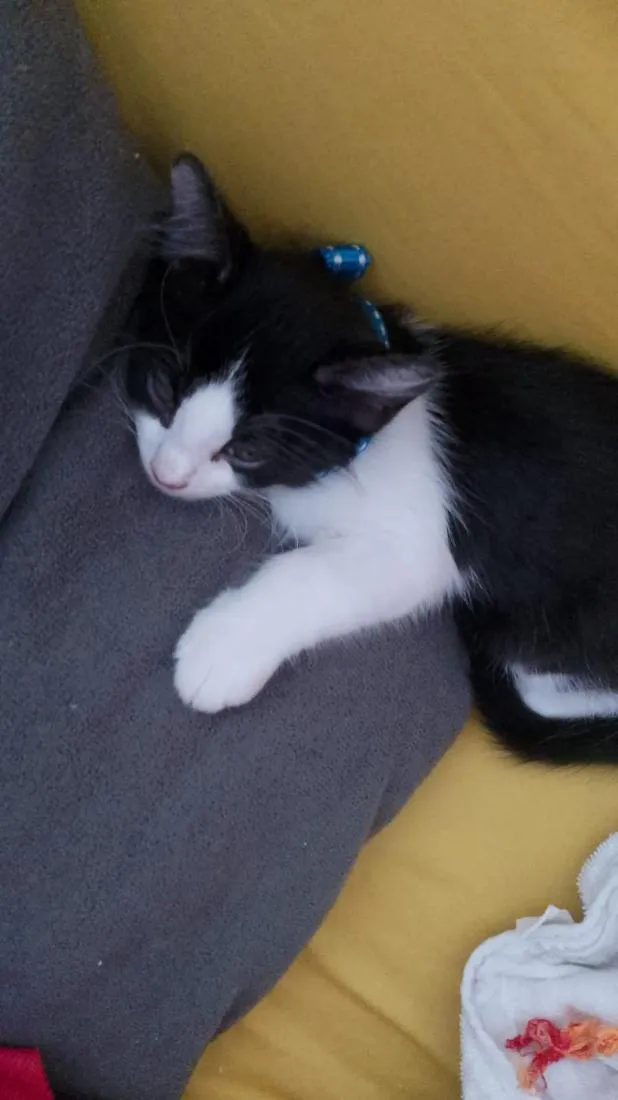Gato raça SRD-ViraLata idade 2 a 6 meses nome Thomas 