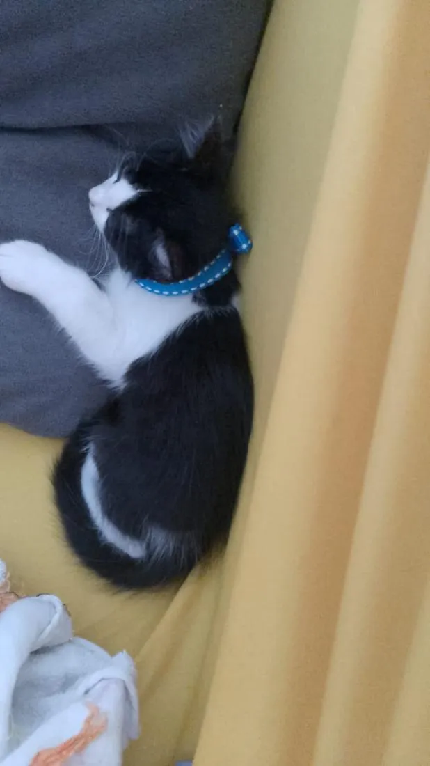 Gato raça SRD-ViraLata idade 2 a 6 meses nome Thomas 