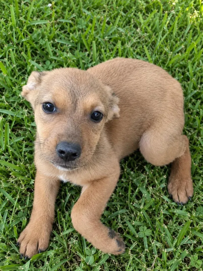 Cachorro raça SRD-ViraLata idade 2 a 6 meses nome Mini