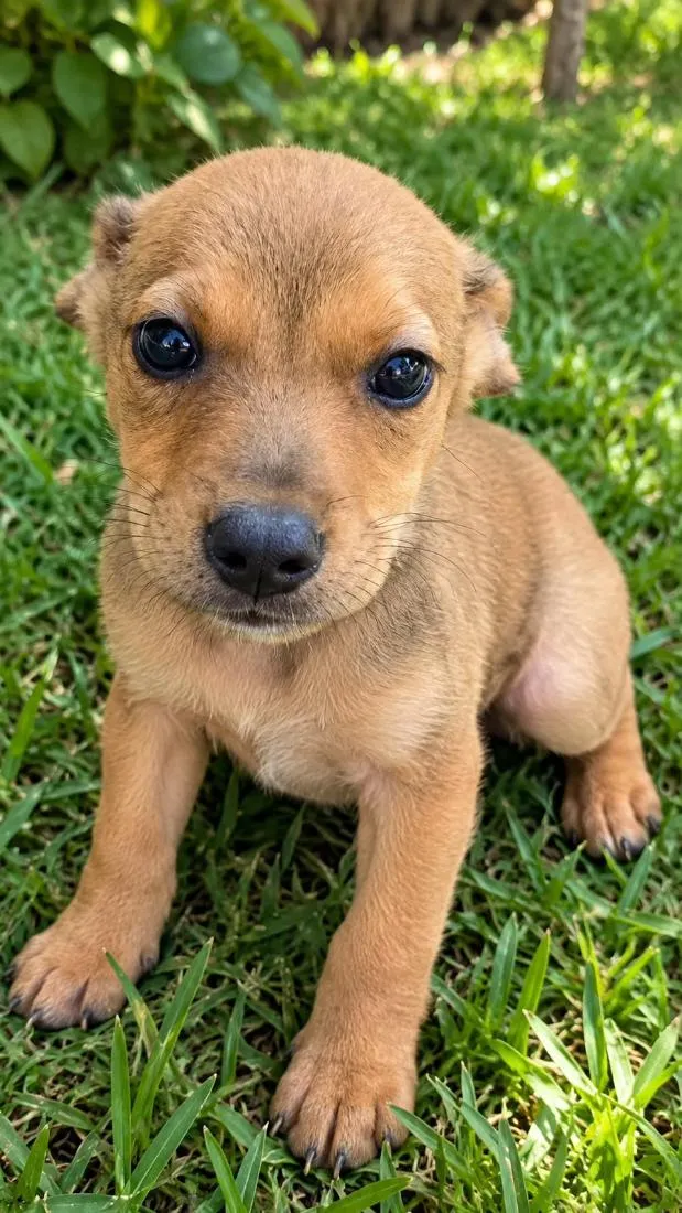 Cachorro raça SRD-ViraLata idade 2 a 6 meses nome Mini