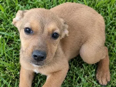 Cachorro raça SRD-ViraLata idade 2 a 6 meses nome Mini
