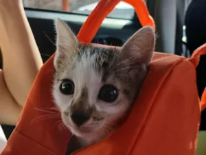 Gato raça SRD-ViraLata idade Abaixo de 2 meses nome Sem nome