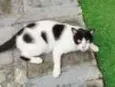 Bolinha