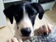 Bela