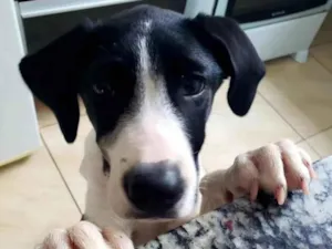 Cachorro raça SRD-ViraLata idade 3 anos nome Bela