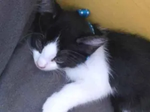 Gato raça SRD-ViraLata idade 2 a 6 meses nome Thomas 