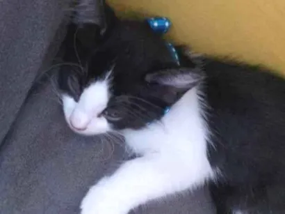 Gato raça SRD-ViraLata idade 2 a 6 meses nome Thomas 