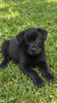 Romeu