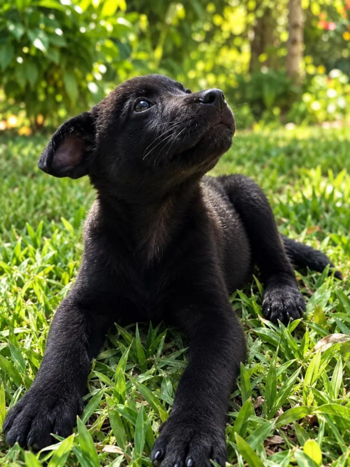 Cachorro raça SRD-ViraLata idade 2 a 6 meses nome Romeu