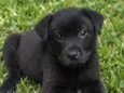 Romeu
