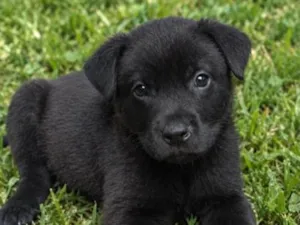 Cachorro raça SRD-ViraLata idade 2 a 6 meses nome Romeu