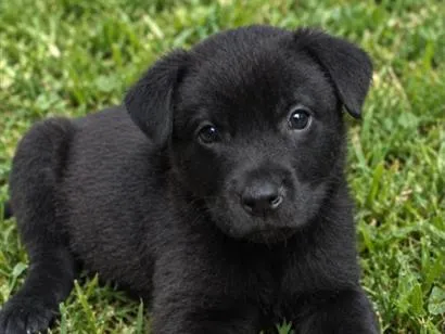 Cachorro raça SRD-ViraLata idade 2 a 6 meses nome Romeu