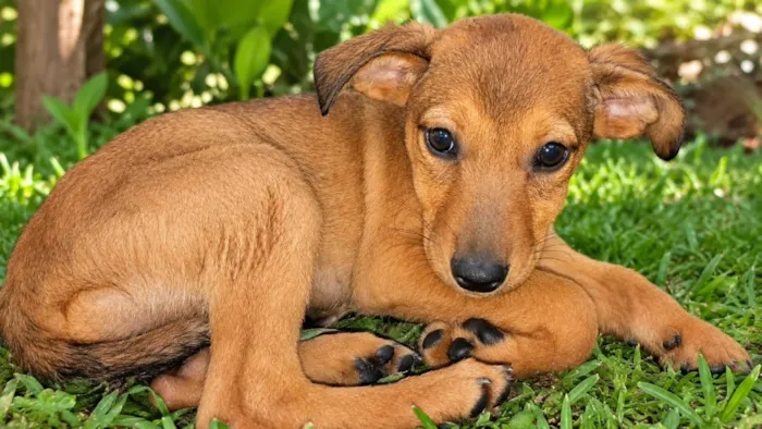 Cachorro raça SRD-ViraLata idade 2 a 6 meses nome Bambina